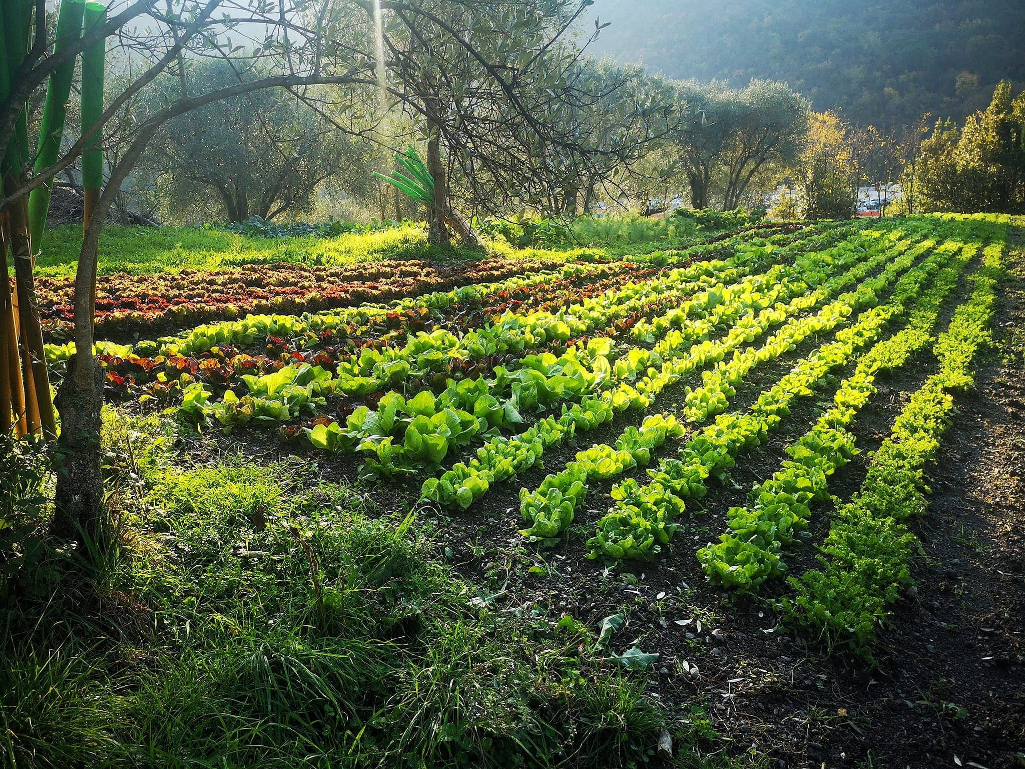 Azienda Agricola Genova Azienda Agricola Genova I Tesori di Levante (1)