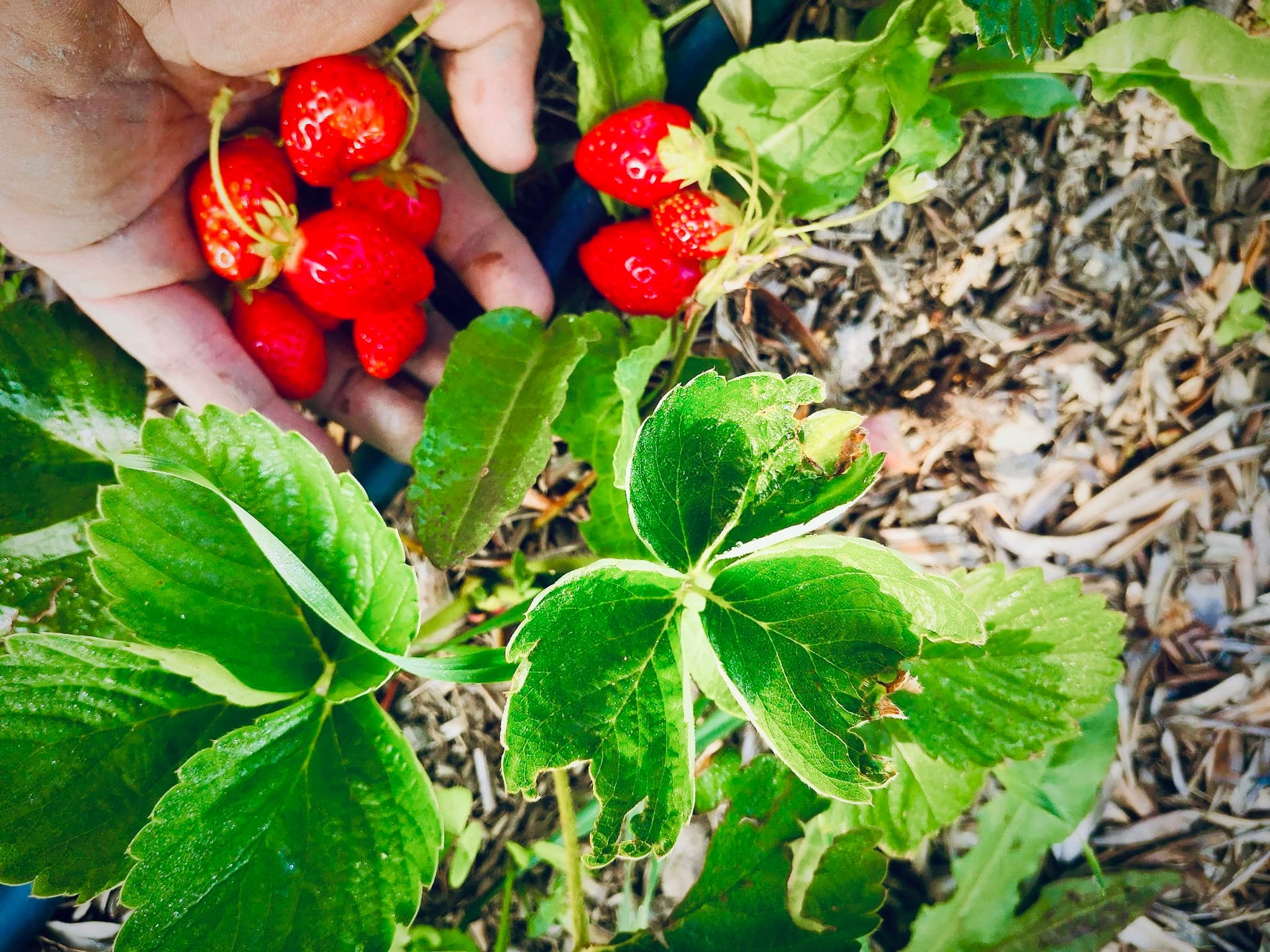 Fragole I Tesori di Levante Fragole I Tesori di Levante