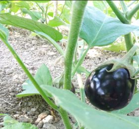 Melanzanina genovese