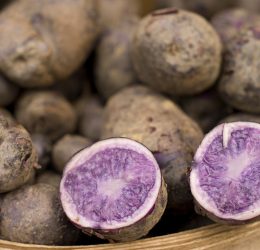 Patata viola Bergerac
