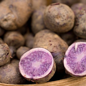 Patata viola di Bergerac