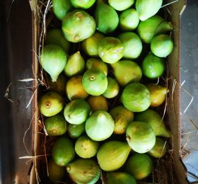 Fico bianco napoletano