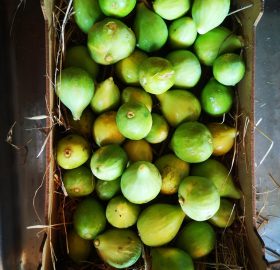 Fico bianco napoletano