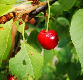 Ciliegie
