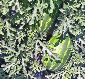 Anguria Crimson Sweet