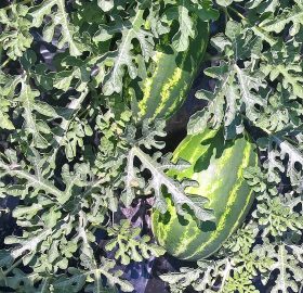 Anguria Crimson Sweet