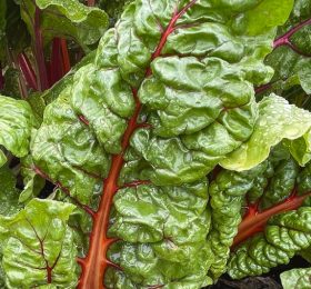 Bietola Rhubarb Chard – la millenaria