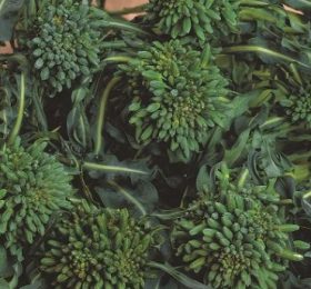 Cavolo broccolo a getti