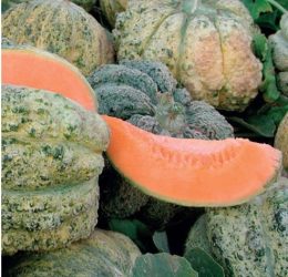 Melone “brot ma bon”