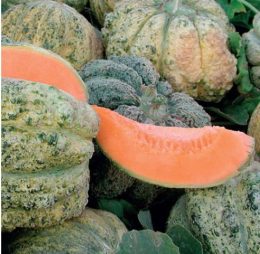 Melone “brot ma bon”