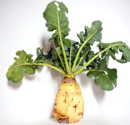 Cavolo Navone