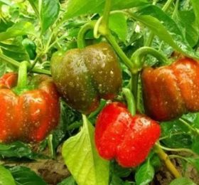 Peperonetto genovese