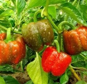 Peperonetto genovese