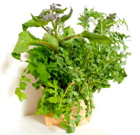 Preboggiùn ligure – Misto di erbe spontanee selvatiche