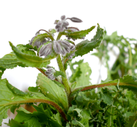 Preboggiùn ligure – Misto di erbe spontanee selvatiche