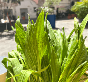 Piantaggine