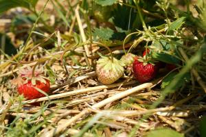 pacciamatura naturale con paglia pianta di fragole
