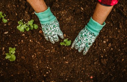 Cosa piantare a settembre e agosto nell’orto, per chi non vuole sbagliare semina