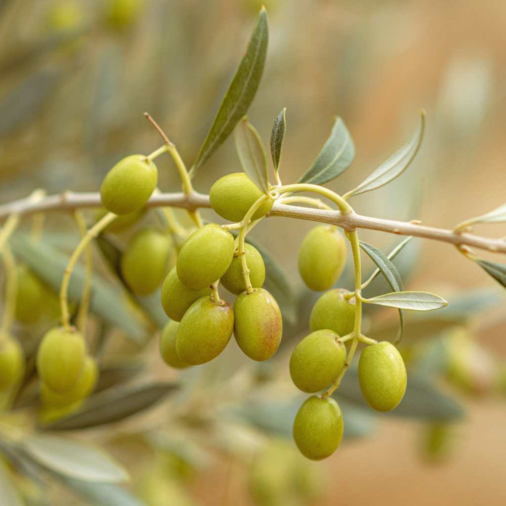 Olive su albero - progetto Olivinnova Liguria