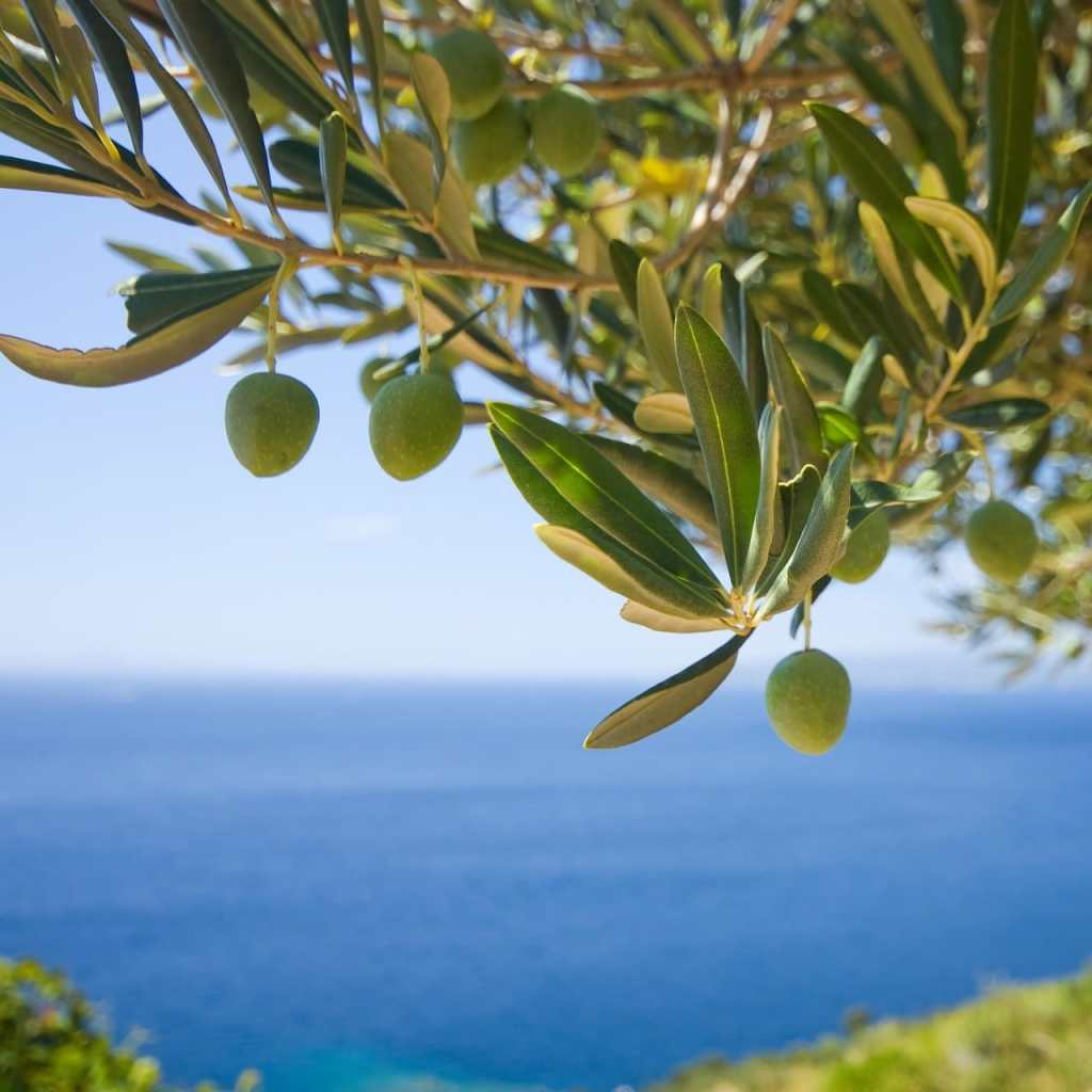 Olivinnova progetto Liguria
