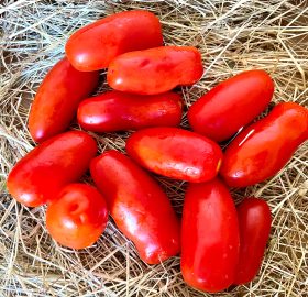 Pomodoro “Pendin riundo”