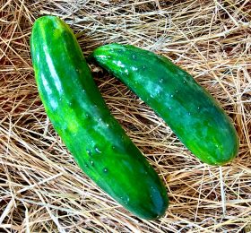 Cetriolo classico
