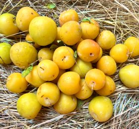 Susine Goccia d’Oro