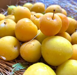 Susine Goccia d’Oro